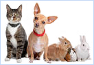 FLORIDA LOW-COST SPAY & NEUTER
