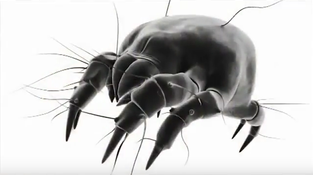 Dust Mites